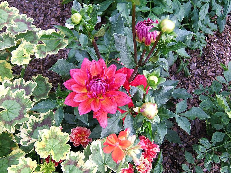 Firepot Dahlia