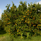 Pixie Mandarin Budwood citrus plant material online shopping