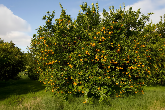 Pixie Mandarin Budwood citrus plant material online shopping