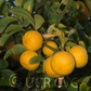 Small Leaf Trifoliate Budwood citrus plant material online shopping