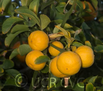 Small Leaf Trifoliate Budwood citrus plant material online shopping