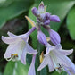 Jaws Hosta Plants online shopping