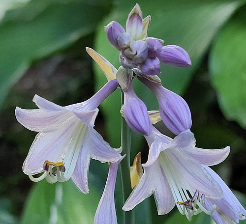 Jaws Hosta Plants online shopping