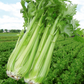 Victoria F1 Celery