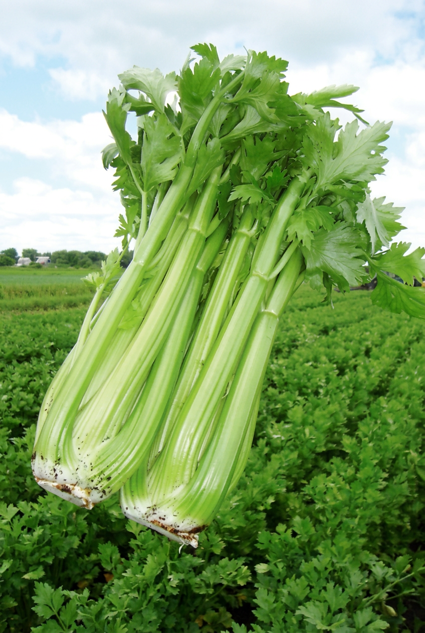 Victoria F1 Celery