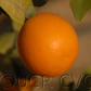 Marumi Kumquat Budwood citrus plant material online shopping