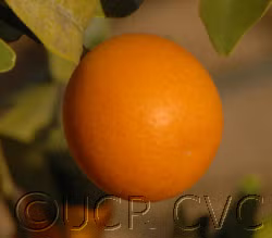 Marumi Kumquat Budwood citrus plant material online shopping