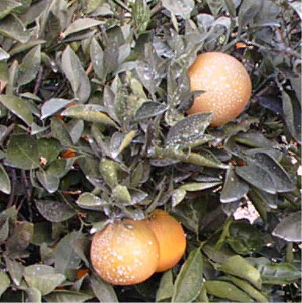 Spring Navel Orange Budwood citrus plant material online shopping