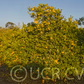 Sudachi Ichandrin Papeda Hybrid Budwood citrus plant material online shopping