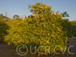 Sudachi Ichandrin Papeda Hybrid Budwood citrus plant material online shopping