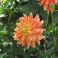 Gladiator Dahlia