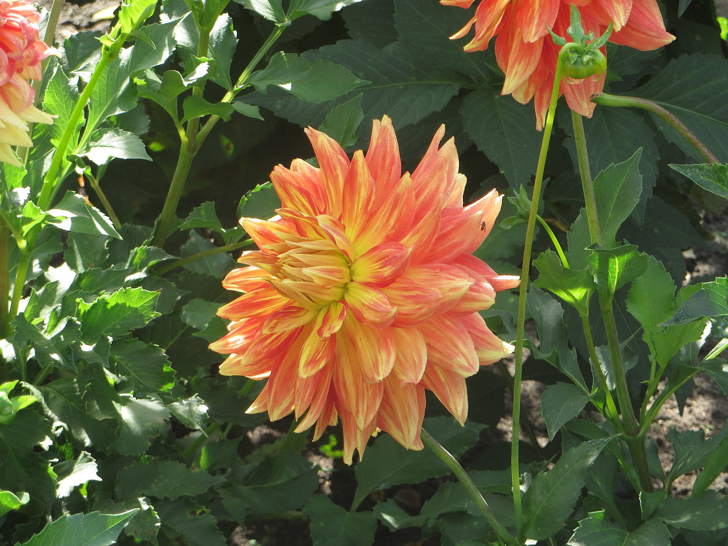 Gladiator Dahlia