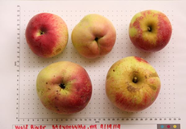 Wolf River Heirloom Biggest Apple Tree