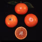 Daisy Mandarin Budwood citrus plant material online shopping