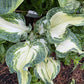 Frog In My Throat Hosta Plants online shopping