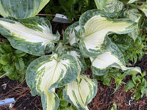 Frog In My Throat Hosta Plants online shopping