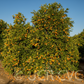 Tahoe Gold Mandarin Budwood citrus plant material online shopping