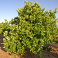 Smith Red Blood Orange Plant citrus plant material online shopping