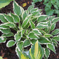Hidden Treasure Hosta Plants online shopping
