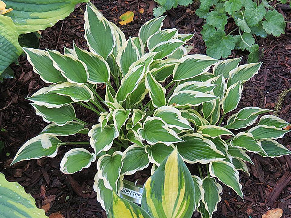 Hidden Treasure Hosta Plants online shopping
