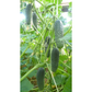 Anya F1 Cucumber