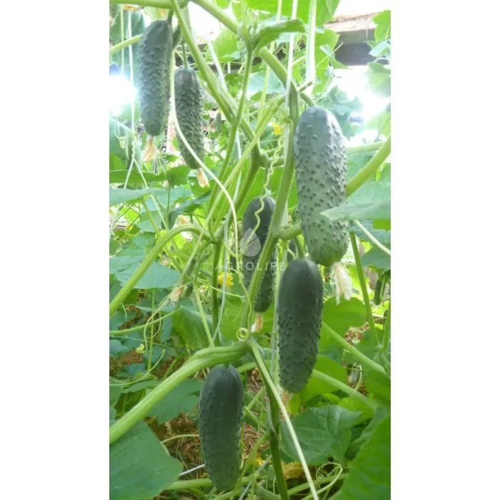 Anya F1 Cucumber