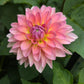 Jitterbug Dahlia