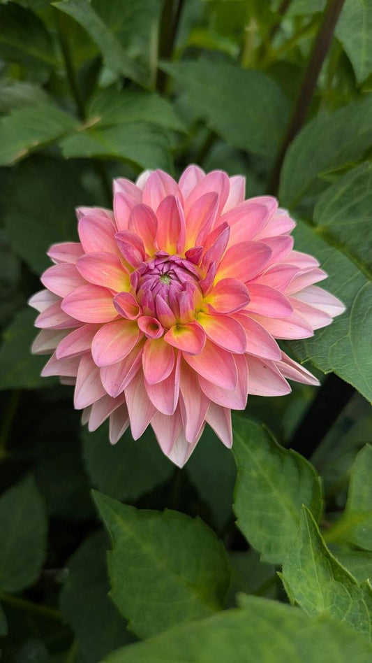 Jitterbug Dahlia