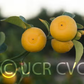 Small Leaf Trifoliate Budwood citrus plant material online shopping