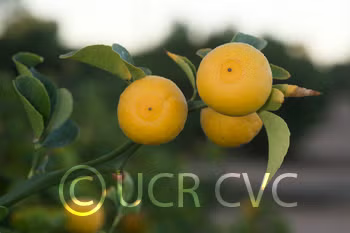 Small Leaf Trifoliate Budwood citrus plant material online shopping