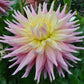 Clearview Jonas Dahlia Plants online shopping