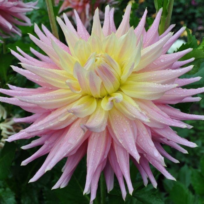 Clearview Jonas Dahlia Plants online shopping