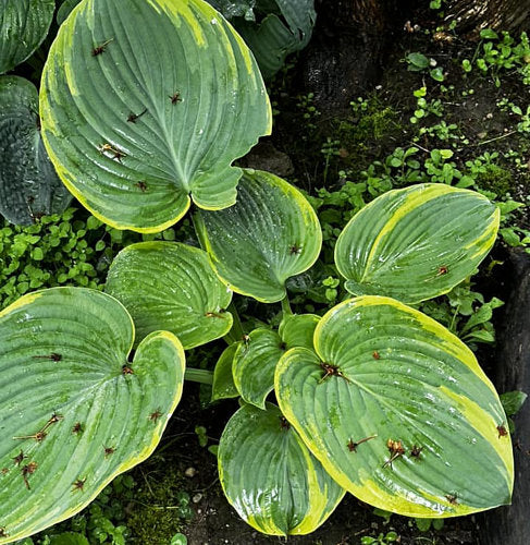 Silverback Hosta Plants online shopping