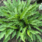 Urchin Hosta Plants online shopping