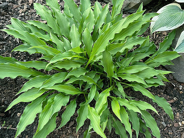 Urchin Hosta Plants online shopping