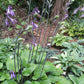 Ebony Towers Hosta Plants online shopping