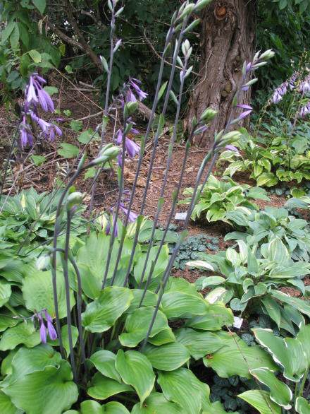 Ebony Towers Hosta Plants online shopping