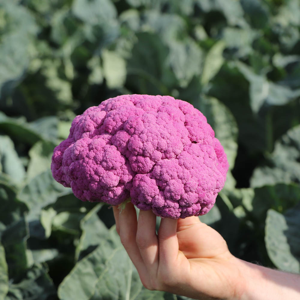 Purple Moon F1 Cauliflower