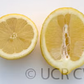 Genoa Lemon Budwood citrus plant material online shopping