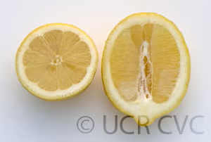 Genoa Lemon Budwood citrus plant material online shopping