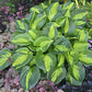 Pocketful Of Sunshine Hosta Plants online shopping