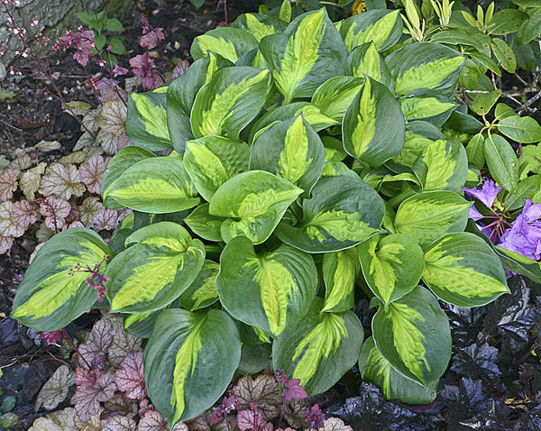 Pocketful Of Sunshine Hosta Plants online shopping