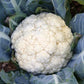 Walcheren Winter Cauliflower