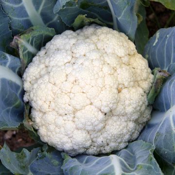 Walcheren Winter Cauliflower