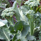 Aspabroc F1 Broccolini