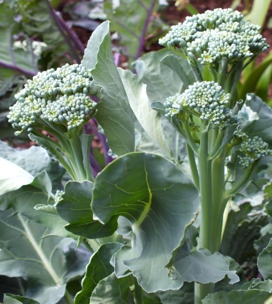 Aspabroc F1 Broccolini