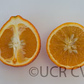 Clementine x Pearl Mandarin Hybrid Budwood citrus plant material online shopping