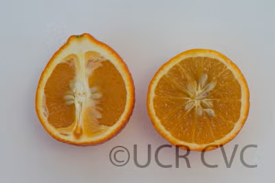 Clementine x Pearl Mandarin Hybrid Budwood citrus plant material online shopping