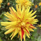 Poppers Dahlia