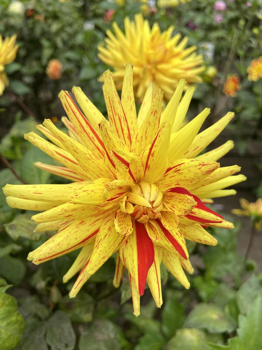 Poppers Dahlia